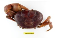 藏品(紫地蟹)的圖片